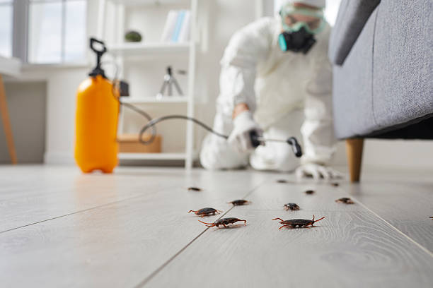 Affordable Pest Control solutions in Springfield, OR